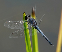 Double-ringed Pennant, Celithemis verna