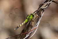 Eastern Pondhawk, Erythemis simplicicollis