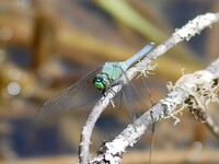 Eastern Pondhawk, Erythemis simplicicollis