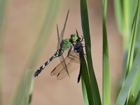 Eastern Pondhawk, Erythemis simplicicollis