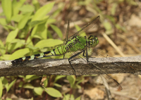 Eastern Pondhawk, Erythemis simplicicollis