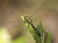 Eastern Pondhawk, Erythemis simplicicollis
