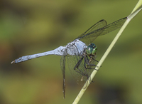Eastern Pondhawk, Erythemis simplicicollis