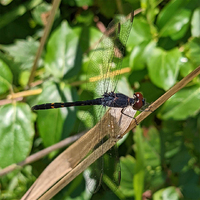 Seaside Dragonlet, Erythrodiplax berenice