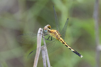 Little Blue Dragonlet, Erythrodiplax minuscula