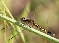 Little Blue Dragonlet, Erythrodiplax minuscula