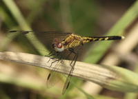 Little Blue Dragonlet, Erythrodiplax minuscula
