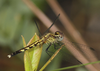 Little Blue Dragonlet, Erythrodiplax minuscula