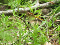 Golden-winged Skimmer, Libellula auripennis