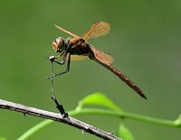 Golden-winged Skimmer, Libellula auripennis