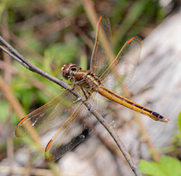 Golden-winged Skimmer, Libellula auripennis