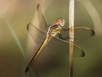 Golden-winged Skimmer, Libellula auripennis