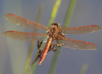 Golden-winged Skimmer, Libellula auripennis