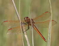 Golden-winged Skimmer, Libellula auripennis