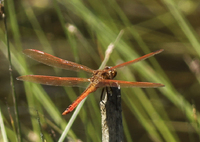 Golden-winged Skimmer, Libellula auripennis