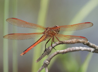 Golden-winged Skimmer, Libellula auripennis