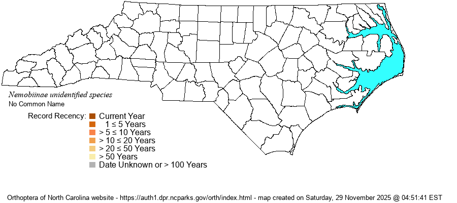 Nemobiinae unidentified species