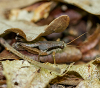 Melanoplus tribulus