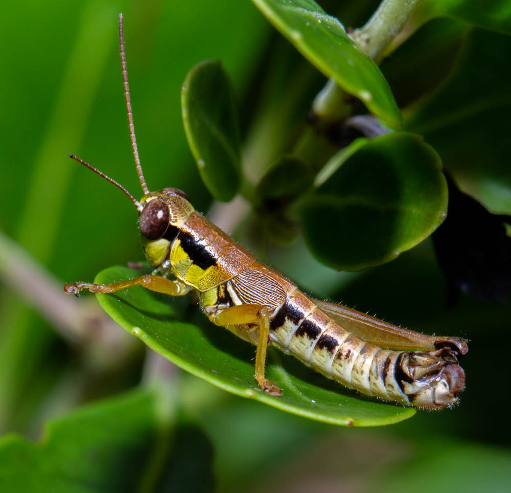 Striped-leg grasshopper - Melanoplus punctulatus 