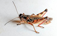 Melanoplus keeleri luridus