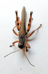 Melanoplus keeleri luridus