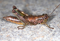 Booneacris variegata