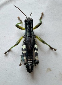 Melanoplus viridipes group unidentified species