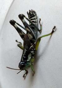Melanoplus viridipes group unidentified species