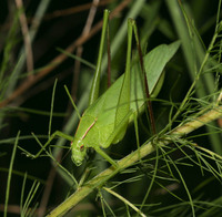 Amblycorypha carinata