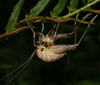 Ceuthophilus unidentified species