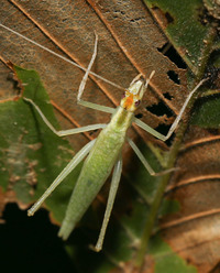 Oecanthus niveus