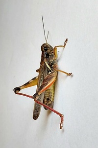 Melanoplus propinquus