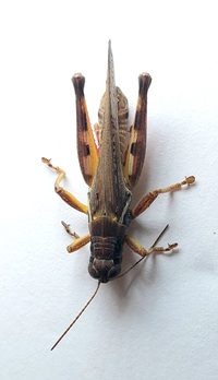 Melanoplus propinquus
