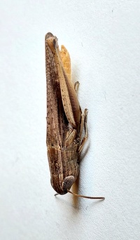 Amblytropidia mysteca