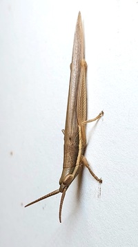 Leptysma marginicollis