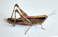 Dichromorpha elegans