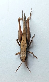 Amblytropidia mysteca