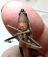 Neoconocephalus triops
