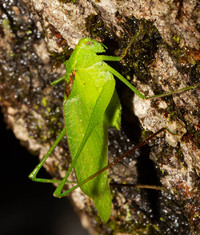 Amblycorypha floridana