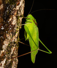 Amblycorypha floridana