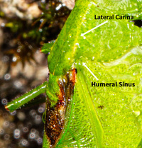 Amblycorypha floridana