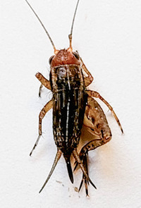 Allonemobius tinnulus