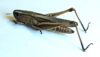 Amblytropidia mysteca