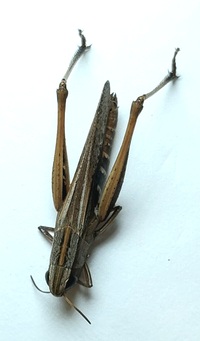 Amblytropidia mysteca
