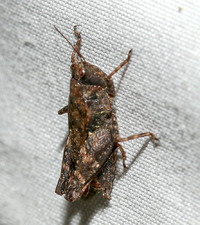 Tettigidea lateralis