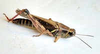 Melanoplus unidentified species