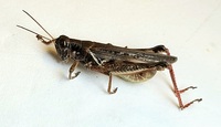 Melanoplus unidentified species
