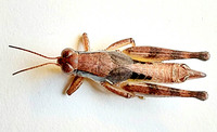 Melanoplus mirus