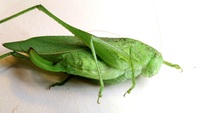 Amblycorypha carinata