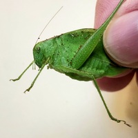 Amblycorypha carinata